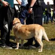 Drug dog